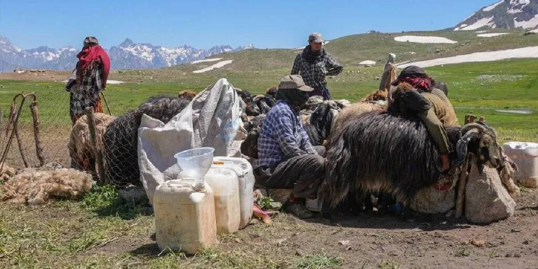Onlar doğal yaşıyor, doğaseverler akın ediyor! Berçelan Yaylası bu yazın gözdesi 2